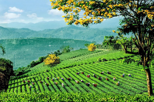 Lễ hội Trà Quốc tế 2025 - Chuỗi hoạt động độc đáo kết nối văn hóa và động lực phát triển ngành trà