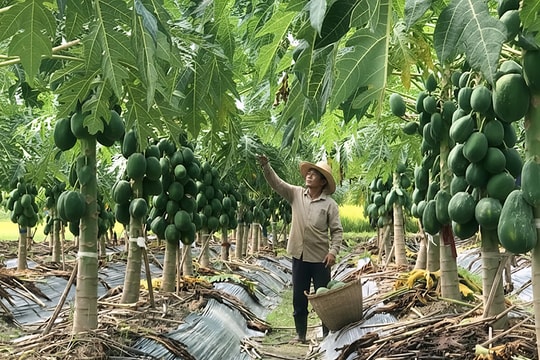 Trung Giã tập trung sản xuất nông nghiệp theo hướng VietGAP