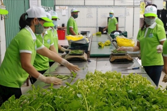 Liên kết sản xuất rau an toàn - giải bài toán "được mùa, mất giá"