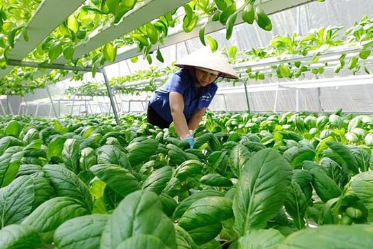 Tạo không gian nông nghiệp trong lòng đô thị