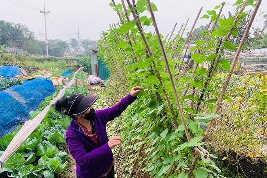 Lãng phí lớn từ thói quen canh tác cảm tính