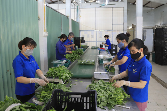 Những luống rau xanh “tiền tỷ”