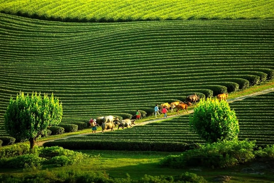Việt Nam lần thứ 6 là Điểm đến Di sản hàng đầu thế giới năm 2025