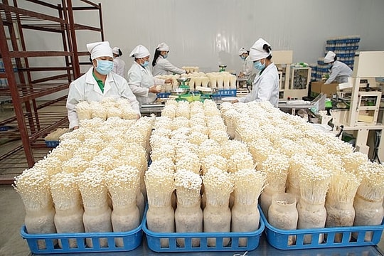 Nâng tầm chế biến nông sản Thủ đô