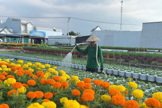 Làng hoa trăm tuổi ở Cần Thơ nhộn nhịp chuẩn bị hoa Tết