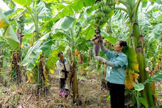 Mã số vùng trồng - Nền tảng cho nông nghiệp bền vững
