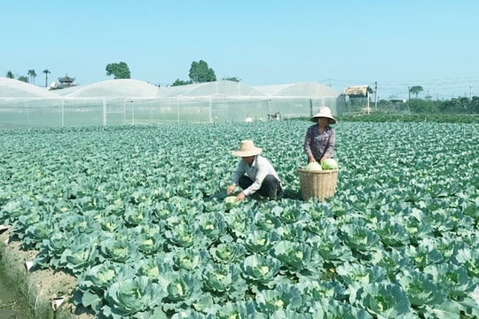 Người tiêu dùng ưa chuộng rau an toàn Văn Đức