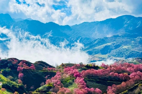 Rực rỡ sắc hoa mai anh đào tuyệt đẹp ở Sa Pa