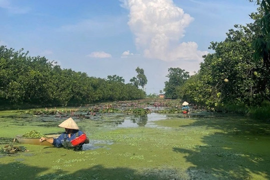 Hà Nội đồng hành cùng nông dân: Chuyển đổi sản xuất bền vững, nâng tầm nông sản Thủ đô