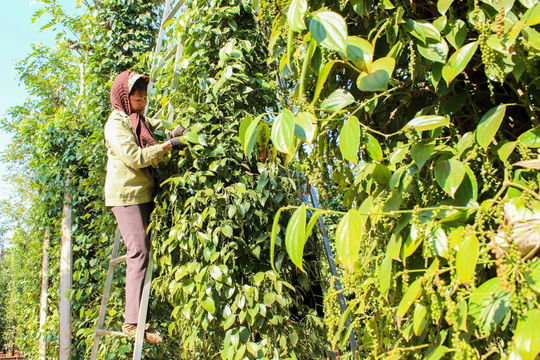 Giá tiêu hôm nay 8/12/2025: nỗ lực hỗ trợ chăm sóc hồ tiêu trước thềm vụ thu hoạch
