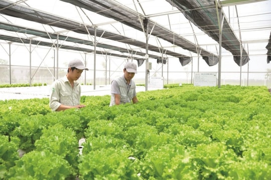 Phát triển kinh tế tập thể, hợp tác xã theo mô hình xanh, số, tuần hoàn và thúc đẩy liên kết
