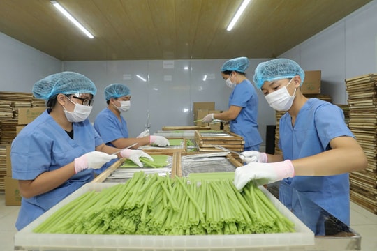 Kết nối chuỗi nguyên liệu nông sản: Nền tảng vững chắc cho xuất khẩu