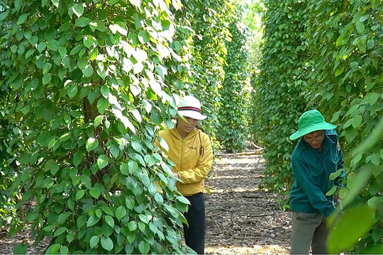 Giá tiêu hôm nay 10/12/2025: trong nước tăng giảm trái chiều, Việt Nam nhập hơn 20 ngàn tấn hồ tiêu từ Brazil