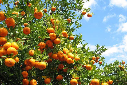 Quảng Ninh: nhiều hoạt động hấp dẫn tại Lễ hội cam Vân Đồn năm 2025