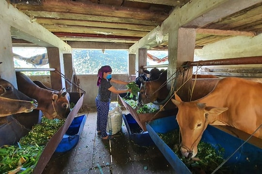Giải pháp dinh dưỡng trong chăn nuôi: "Chìa khóa kép" giảm phát thải khí Mê-tan, hướng tới nền nông nghiệp xanh