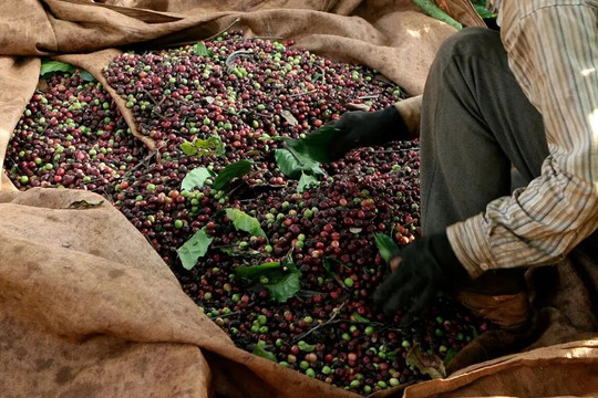 Giá cà phê hôm nay 11/12/2025: Fed cắt giảm lãi suất đẩy cà phê 2 sàn tăng