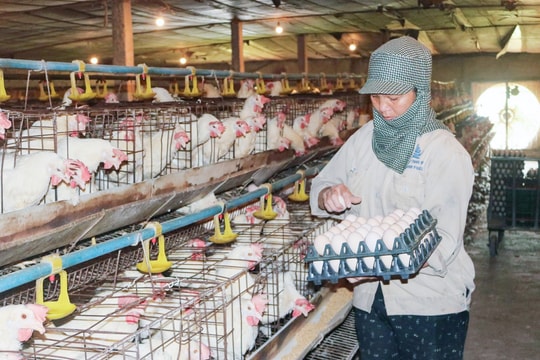 Chủ động nguồn cung nông sản