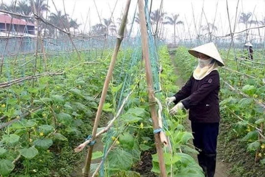 Chìa khóa giúp nông dân Hưng Đạo thoát nghèo