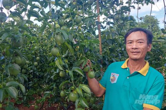 Phát triển bền vững ngành hàng chanh leo theo chuỗi liên kết