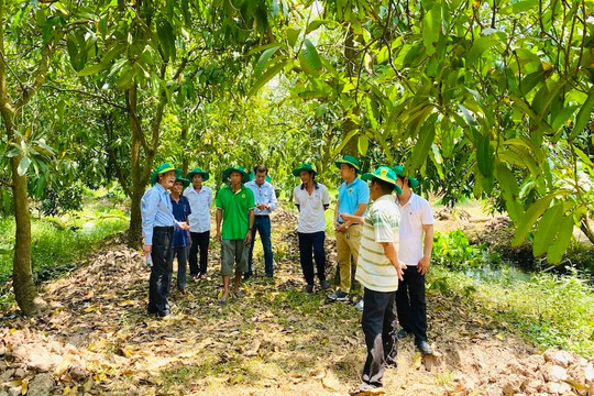 Phục hồi vườn cây ăn trái ĐBSCL sau ngập úng: Giải pháp khoa học cho bà con nhà vườn