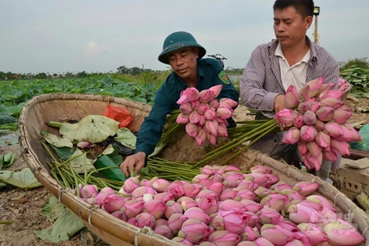Xã Quang Minh giảm nghèo bền vững - nền tảng cho nông thôn hiện đại