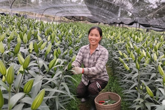 Nông dân Thuận An chung sức xóa nghèo bền vững