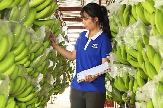Phòng trừ bệnh héo vàng hại chuối để cứu ngành hàng tỷ đô