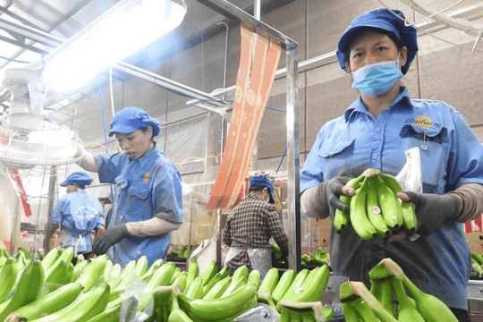 Khắc phục bệnh héo vàng, bứt phá 1 tỷ USD xuất khẩu cho chuối Việt