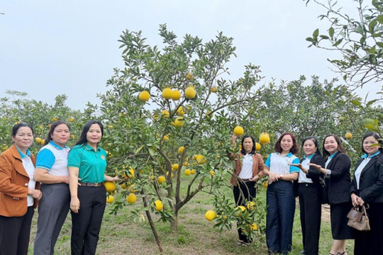Đồng hành với người dân Quốc Oai trong phát triển kinh tế