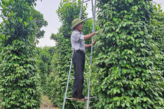 Giá tiêu hôm nay 14/12/2025: hưởng lợi kép, xuất khẩu hồ tiêu Việt Nam thăng hoá trong năm 2025