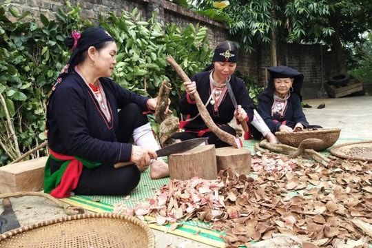 Dược liệu “chìa khóa xanh” giúp Ba Vì giảm nghèo bền vững