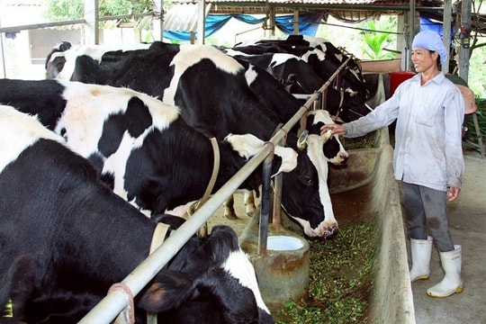 Khí mê-tan (CH4) từ Chăn nuôi: Mối đe dọa thầm lặng đẩy nhanh biến đổi khí hậu