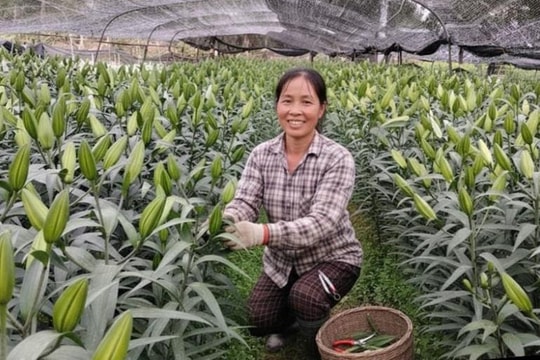 Bước tiến về sản xuất nông nghiệp ở Thuận An