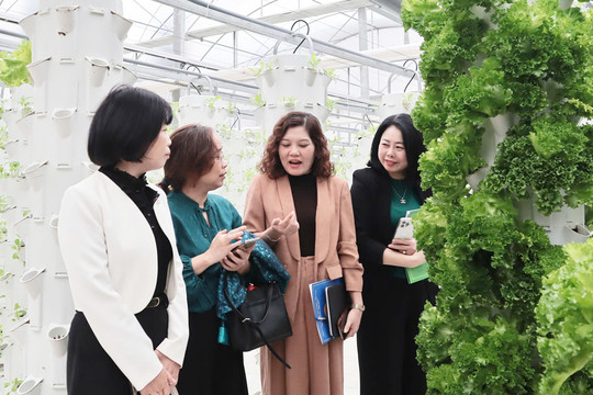 Chuỗi rau sạch V-Garden: Mở hướng phát triển nông nghiệp hiện đại