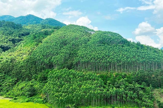 Thời điểm vàng phát triển tín chỉ các bon rừng