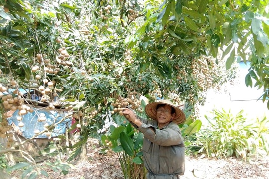 Kinh tế tập thể - hướng đi căn cơ cho giảm nghèo bền vững ở Hòa Xá