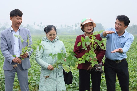 Cổ Đô hướng tới sản xuất nông nghiệp hàng hóa