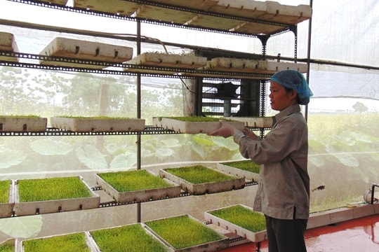 “Đòn bẩy” cho trồng trọt thông minh