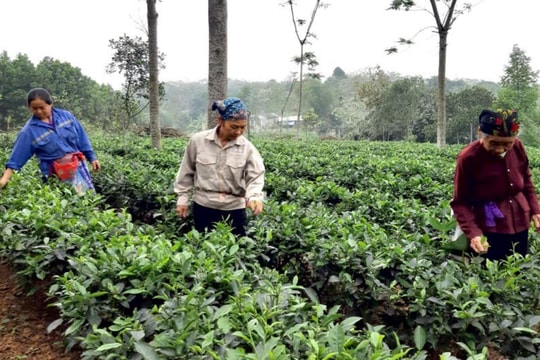 Hà Nội thực hiện Chương trình mục tiêu quốc gia giảm nghèo bền vững giai đoạn 2022-2025: Đồng bộ các chương trình, dự án hỗ trợ
