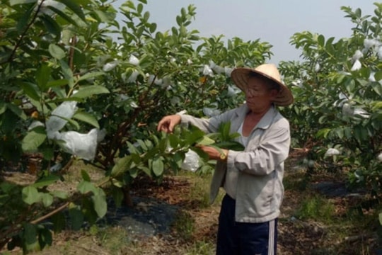 Mở lối thoát nghèo trên quê hương Mê Linh