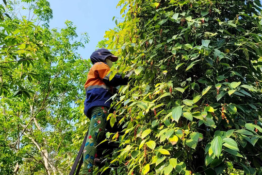 Giá tiêu hôm nay 22/12/2025: xuất khẩu hạt tiêu tiếp tục tăng, hướng tới kỷ lục mới