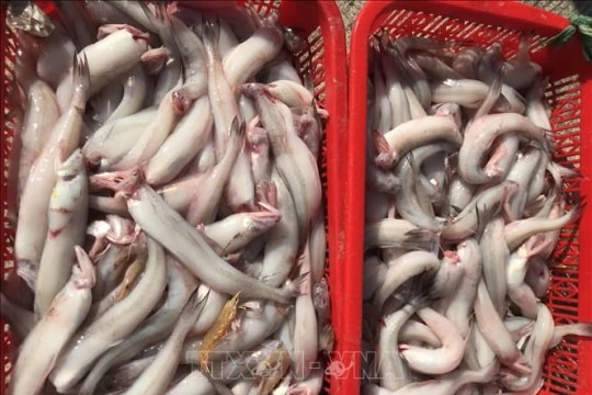Phát hiện, thu giữ gần 10 tấn cá khoai sử dụng chất cấm để bảo quản
