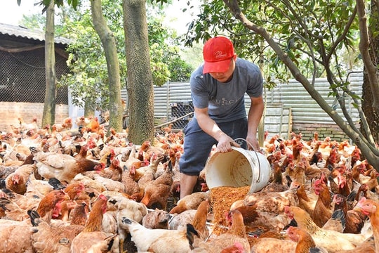 Chủ động kiểm soát ô nhiễm môi trường trong chăn nuôi