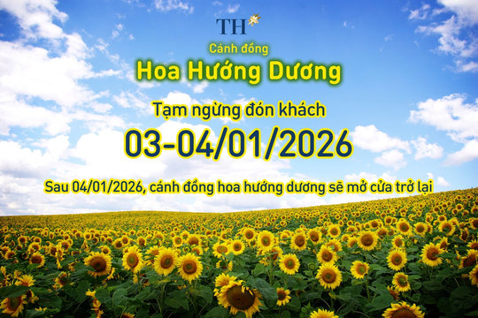 Cánh đồng hướng dương TH tạm đóng cửa ngày 3 và 4-1-2026
