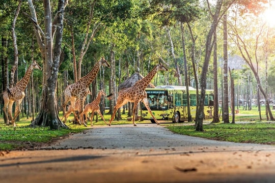 10 năm Vinpearl Safari Phú Quốc: Dấu ấn tiên phong của Safari bán hoang dã đầu tiên tại Việt Nam