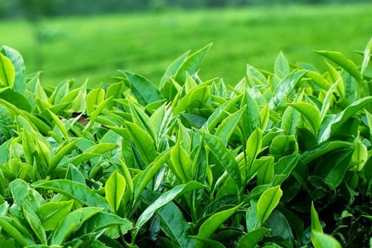 Bộ Công Thương: Khắc phục ách tắc gần 500 container chè tại Pakistan