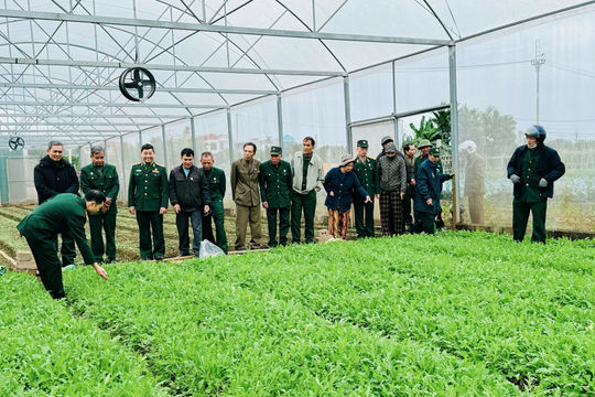 Hội Cựu chiến binh xã Nam Phù chuyển giao công nghệ trồng rau sạch trong nhà kính