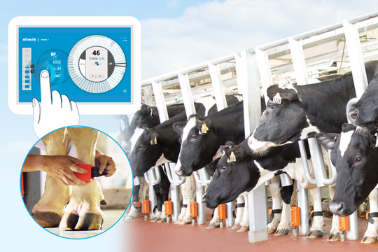 Chip điện tử - "mắt thần" giúp mỗi cô bò sữa TH true MILK có một hồ sơ sức khỏe riêng
