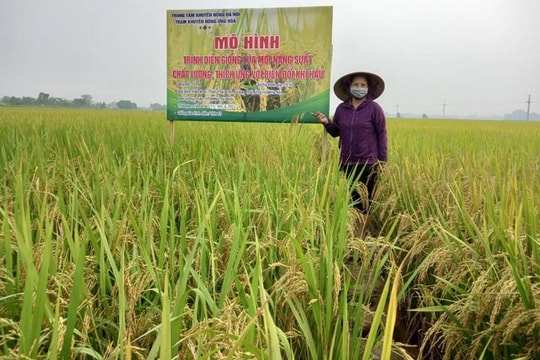 Lúa phát thải thấp nâng giá trị hạt gạo Việt