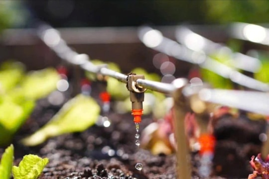 Công nghệ tưới tiết kiệm nước đánh thức tiềm năng cây trồng cạn